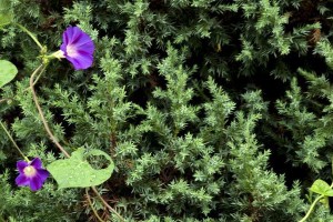 秘密花园：牵牛花的秘密