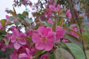 留住那个春天（别让它匆匆离去）