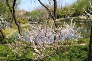 春日花开，美景如画（用心品味，自然之美）