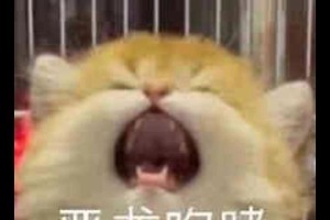 小小的奇遇记