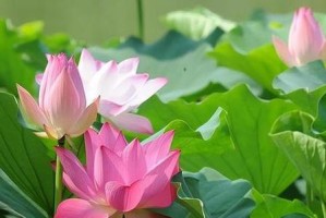 雨声如织（倾听雨水传递的故事）