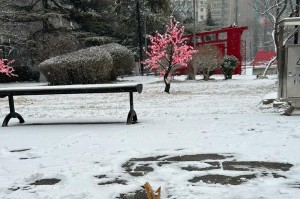 雪中的欢乐时光（相聚在银白色的世界）