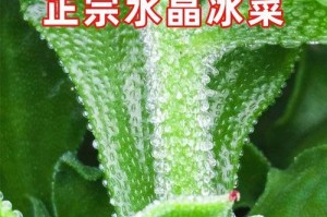 种菜乐趣无穷（从种菜中找到人生乐趣）