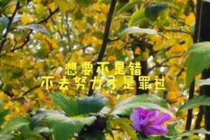 付出无数的努力（一个为梦想而战的故事）