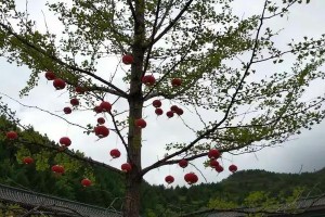 童年的秋风（记忆里的流年）