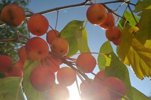 黄昏时分（秋天是收获的季节）