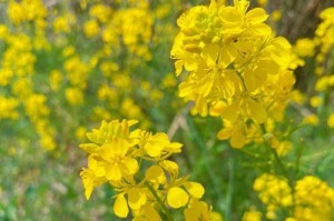 一个小镇的花季时节（一个小镇的花季时节）