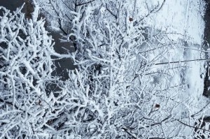 初雪浸染的温情（那个冬天，我们一起经历的初雪）