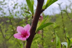 春天的生机（盼春、秧苗、蚕丝、花开）