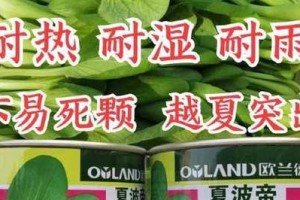 种子的光辉（来自黑暗的光明）
