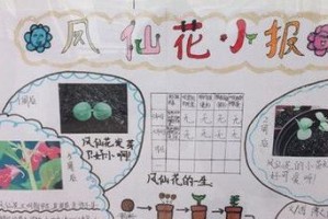 《菊花成长日记》