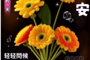 友情之花，如此绚烂（友情之花，如此绚烂）