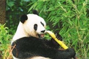 迁徙的大熊猫（寻找新家的旅程）