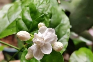 茉莉花的香气（一场寻找爱情的旅程）