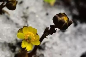 我的心田，有春风吹过——一场人生的奇遇（春风拂面，乐在其中）