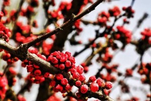 春天的力量（一个青年追逐梦想的故事）