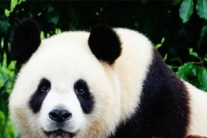 小熊猫的故事（一只小熊猫的冒险之旅）