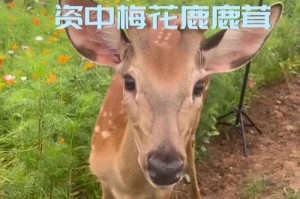 岁月静好，人间有爱（岁月静好，人间有爱）