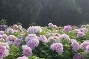 蒙古族婴儿的摇篮（生命的起点）