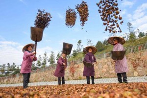 山茶油里的好家风（以山茶油为媒介，传承美好家风）