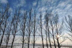 白雪皑皑（雪中故事）