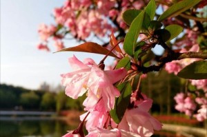 春色如诗（小城的春天）
