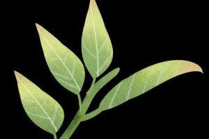 燃起绿色希望（一个女孩的环保之路）