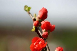 渴望春天的到来