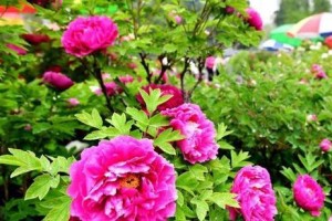 心海里的那朵浪花（奋斗与成长的青春故事）
