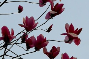 幸福的花开在春天