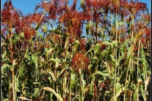 收获季节的欢乐（劳动创造生活的奇迹）