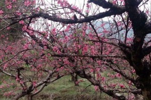 美丽的桃花源