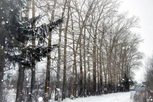 那个下雪的冬天（初雪降临，爱与亲情的故事）