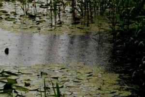 晨雾中的清新雨气（匆忙中的感悟）