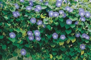 花神降临（牵牛花的秘密）