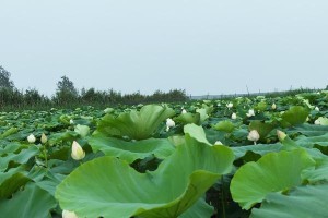 荷香惊醒梦中人（人与自然的和谐共生）