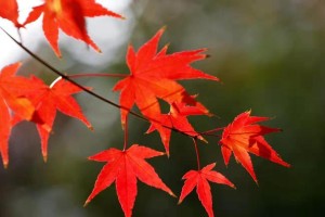 红叶如梦（秋天的色彩交响曲）