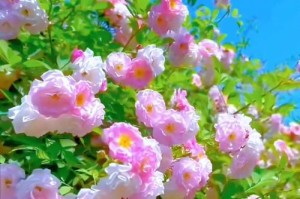 春暖人心：一场春天的奇遇