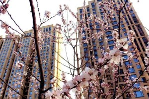 感恩路上的花（一朵花，一份感恩）