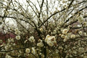 春风得意（与花儿共舞）
